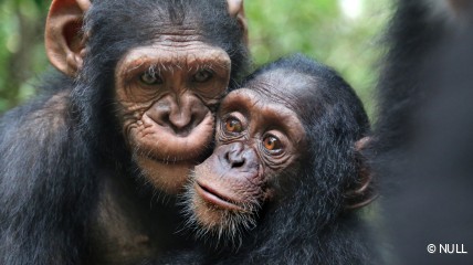 Happy world chimpanzee day!