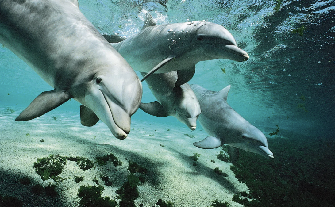 No dolphinarium, including the one in Bruges, can comply - Jane Goodall ...