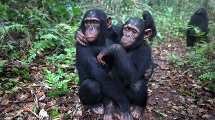 Fun news on chimp behaviour