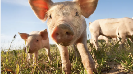 Factory farms: reasons for adopting a plant-based diet