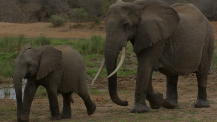 The Jane Goodall Institute calls for trophy hunting to end
