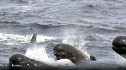 Lettre ouverte du Dr. Jane Goodall et du comité des cétacés du JGI sur la chasse à la baleine dans les îles Féroé