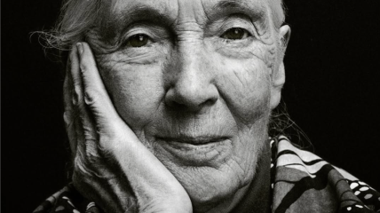 Un an sans le Dr Jane Goodall