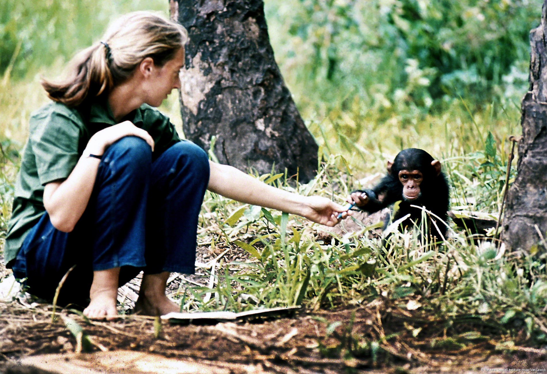 Young researcher Jane Goodall with baby chimpanzee Flint at Gombe Stream Reasearch Center in Tanzania.