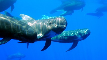 Lettre ouverte du Dr. Jane Goodall et du comité des cétacés du JGI sur la chasse à la baleine dans les îles Féroé