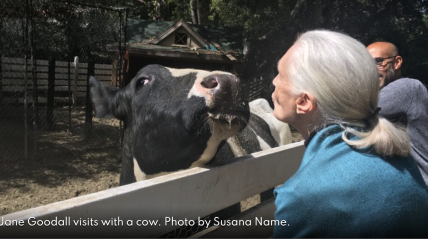 Jane Goodall : Les animaux de ferme sont sensibles - et souvent intelligents