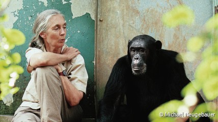 Journée mondiale du chimpanzé 2025 et Gombe 65