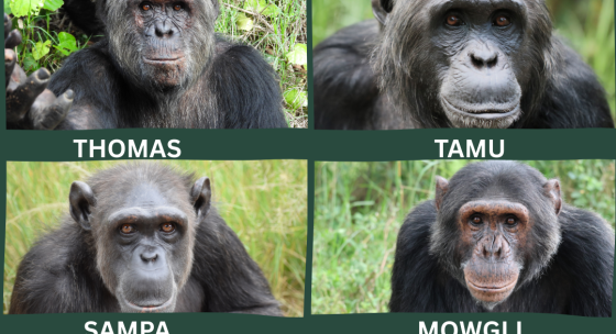 Posts about Collecte de fonds - Jane Goodall Institute Belgique