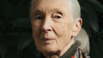 À la mémoire de: Dr. Jane Goodall (1934-2025)
