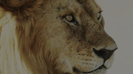 Commémoration de l'abattage du lion Cecil