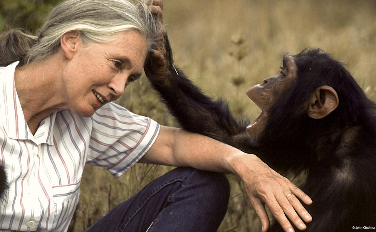Orphan chimpanzee at Tchimpounga Sanctuary grooms Dr. Jane Goodall
