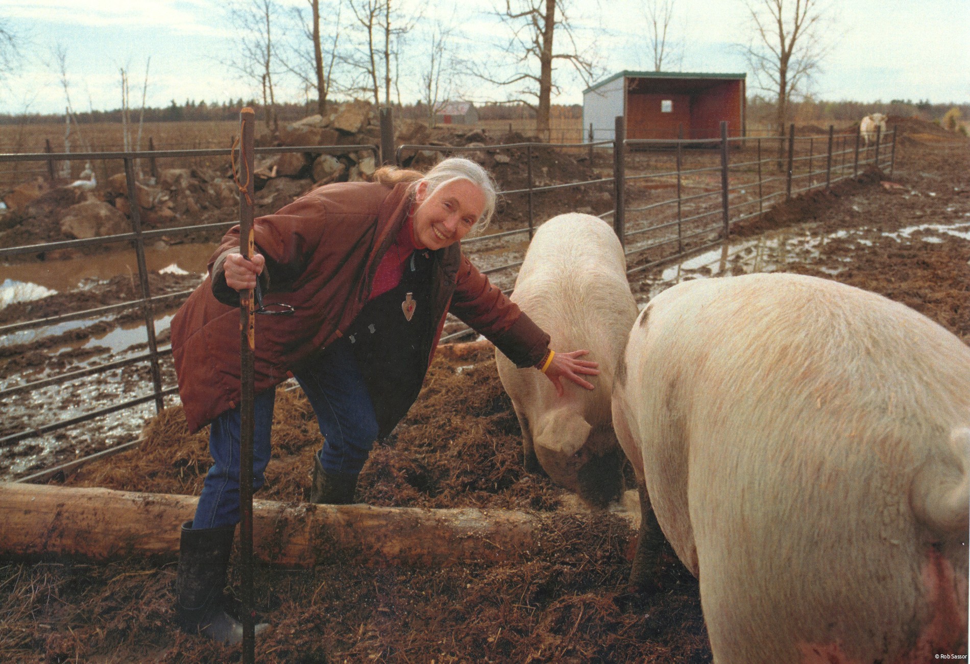 Dr. Jane Goodall with pigs at the Fauna Foundation, in Canada. May 2005