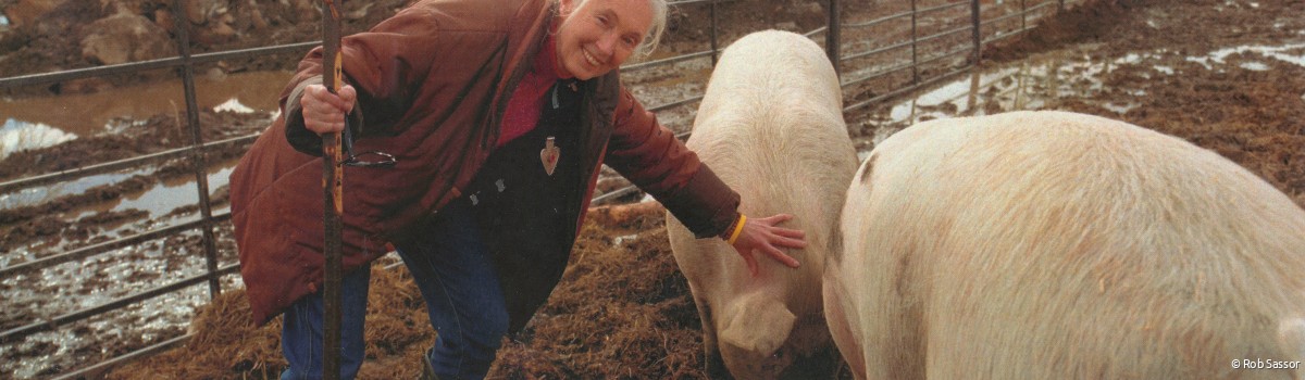 Dr. Jane Goodall with pigs at the Fauna Foundation, in Canada. May 2005 Dr. Jane Goodall with pigs at the Fauna Foundation, in Canada. May 2005