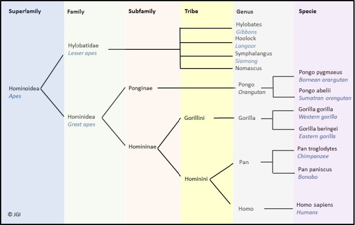 phylogeny