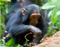 Chimp Zinda fishing for termites in Gombe (by Nick Riley)