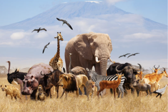 Wildlife.png