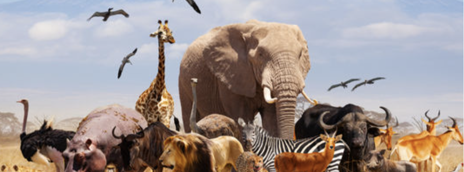 Wildlife.png