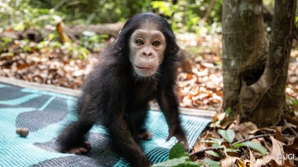 Maak kennis met Aco, een onlangs geredde babychimpansee en het nieuwste lid van JGI's Tchimpounga-opvangcentrum!
