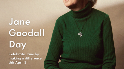 Het is eindelijk zover: de allereerste Jane Goodall-dag