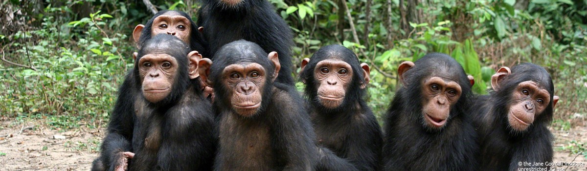 Orphan chimps at the JGI Tchimpounga Chimpanzee Rehabilitation Center in the Republic of the Congo
Credit: JGI/Fernando Turmo Orphan chimps at the JGI Tchimpounga Chimpanzee Rehabilitation Center in the Republic of the Congo
Credit: JGI/Fernando Turmo