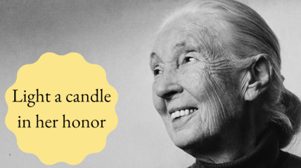 Een eerbetoon vol licht en liefde voor Jane Goodall