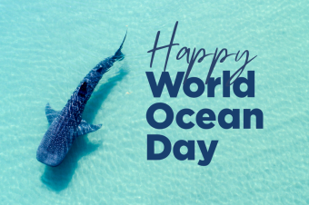 Happy-WOD-shark.png